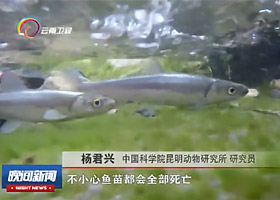 【云南卫视】“最美科技工作者” 杨君兴：让云南濒危土著鱼 重现江湖 实现渔业可持续发展